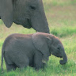 Meet your Posher, Bobbie